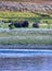 Buffalo and baby calf in Yellowstone