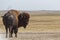 Buffalo in the Badlands