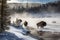 Buffalo in beautiful Yellowstone National Park