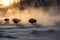 Buffalo in beautiful Yellowstone National Park