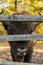 Buffalo behind wood fence