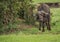 Buffalo from Big Five in Masai Mara in Kenya