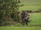 Buffalo from Big Five in Masai Mara in Kenya