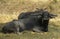 Buffalo with big horns on asian farm land