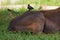 Buffalo birds alighted on the back of an antelope