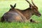 Buffalo birds alighted on the back of an antelope