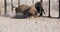 Buffalo Bison Bull Fight