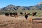 Buffalo Bison calves babies