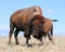 Buffalo Bison Cow Cuddles Her Calf