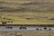 Buffalo Bison crossing a river in Lamar Valley Yellowstone