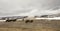 Buffalo or bison grazing next to Old Faithful Geyser, Yellowstone National Park, Wyoming