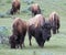 Buffalo Bison Herd in the Lamar Valley in Yellowstone National Park in Wyoming USA