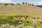 Buffalo Bison Herd Yellowstone National Park Wild Animal