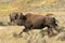 Buffalo Bison running in Lamar Valley Yellowstone