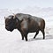 Buffalo (Bison) with a snow covered background