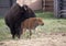 Buffalo bison with young