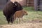 Buffalo bison with young