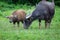 Buffalo and buffalo mothers eat grass in rural farm in Thailand