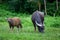 Buffalo and buffalo mothers eat grass in rural farm in Thailand