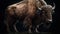 Buffalo. Buffalo Panorama Wildlife. Bison. African buffalo.