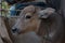 Buffalo, Buffalo Thailand, animals,close up eye