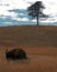 Buffalo Bull grazing in Wind Cave National Park in the Black Hills of South Dakota