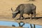 Buffalo Bull with Large Horns at Waterhole