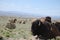 Buffalo Bull Rests with Cows While Horses Run In Background