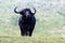 Buffalo bull standing on small hill in Kruger National Park