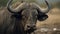 A buffalo bull, Syncerus caffer, close up of an animal head and horns covered in mud