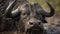 A buffalo bull, Syncerus caffer, close up of an animal head and horns covered in mud
