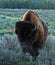 Buffalo Bull walking in Yellowstone National Park (Wyoming USA) with his breath \'fog\' coming out