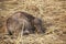 Buffalo calf