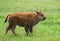 Buffalo calf