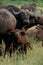 Buffalo Calf