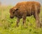 Buffalo calf At Oklahoma tall grass prairie preserve