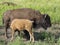 Buffalo Calf and It`s Mother North Dakota
