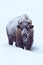 Buffalo calf standing in deep snow