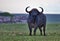 Buffalo, Cape, Serengeti Plains, Tanzania, Africa