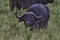 Buffalo, Cape, Serengeti Plains, Tanzania, Africa