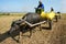 Buffalo cart transport paddy in rice sack