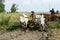 Buffalo cart transport rice that just harvest