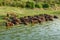 Buffalo cattle in the river shore