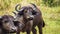 Buffalo cleaning by small birds, Kenya