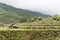 Buffalo countryside Sapa