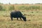 Buffalo in the countryside of Thailand, Buffalo eating grass in rice field, Lifestyle of Buffalo