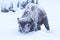 Buffalo covered in deep snow and frost