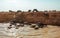 Buffalo cross the river near Floating Village in Cambodia