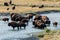 Buffalo crossing the river in Yellowstone