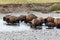 Buffalo crossing the river in Yellowstone